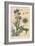 Thistle Botanical Study, 1897 (Lithograph)-Eugene Grasset-Framed Giclee Print