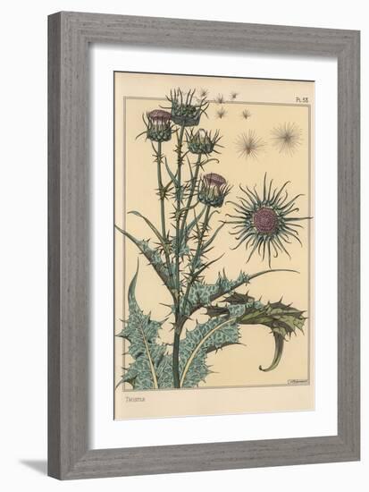 Thistle Botanical Study, 1897 (Lithograph)-Eugene Grasset-Framed Giclee Print