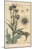 Thistle Botanical Study, 1897 (Lithograph)-Eugene Grasset-Mounted Giclee Print