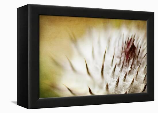 Thistle Bud-Jessica Rogers-Framed Premier Image Canvas