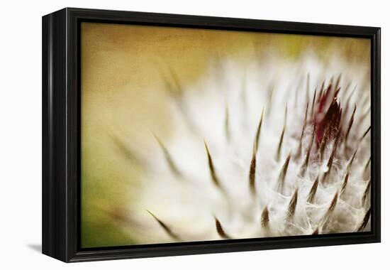 Thistle Bud-Jessica Rogers-Framed Premier Image Canvas