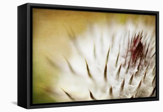 Thistle Bud-Jessica Rogers-Framed Premier Image Canvas