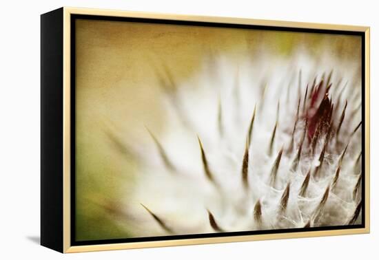 Thistle Bud-Jessica Rogers-Framed Premier Image Canvas