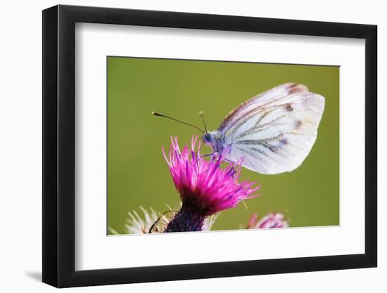 Thistle, Cirsium, Blossom, Large White Butterfly, Pieris Brassicae-Alfons Rumberger-Framed Photographic Print