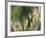 Thistle Down II-Joy Doherty-Framed Giclee Print