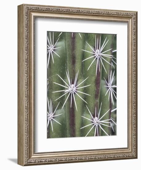 Thistle, Grand Canyon, Arizona, USA-Merrill Images-Framed Photographic Print