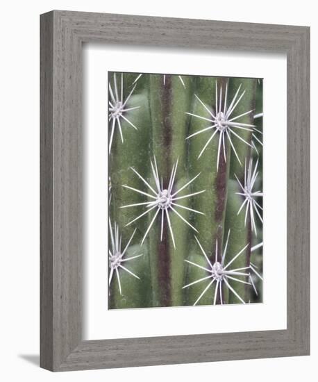 Thistle, Grand Canyon, Arizona, USA-Merrill Images-Framed Photographic Print