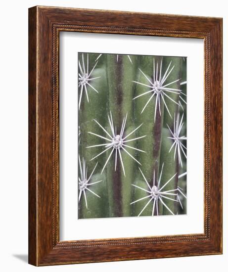 Thistle, Grand Canyon, Arizona, USA-Merrill Images-Framed Photographic Print