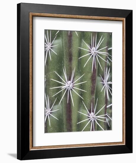 Thistle, Grand Canyon, Arizona, USA-Merrill Images-Framed Photographic Print