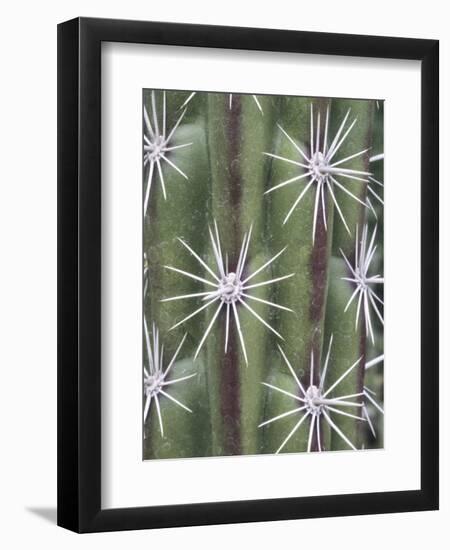 Thistle, Grand Canyon, Arizona, USA-Merrill Images-Framed Photographic Print