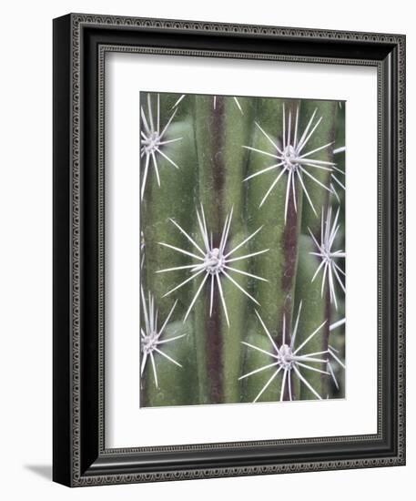 Thistle, Grand Canyon, Arizona, USA-Merrill Images-Framed Photographic Print