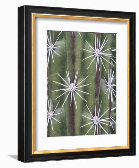 Thistle, Grand Canyon, Arizona, USA-Merrill Images-Framed Photographic Print