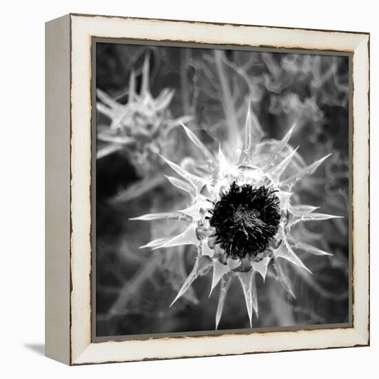 Thistle II-Lydia Marano-Framed Premier Image Canvas