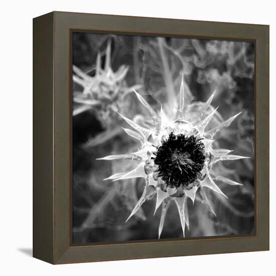 Thistle II-Lydia Marano-Framed Premier Image Canvas