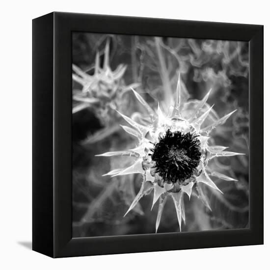 Thistle II-Lydia Marano-Framed Premier Image Canvas