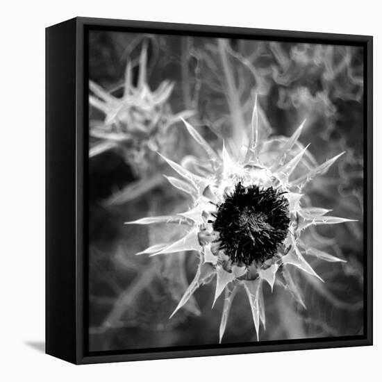 Thistle II-Lydia Marano-Framed Premier Image Canvas