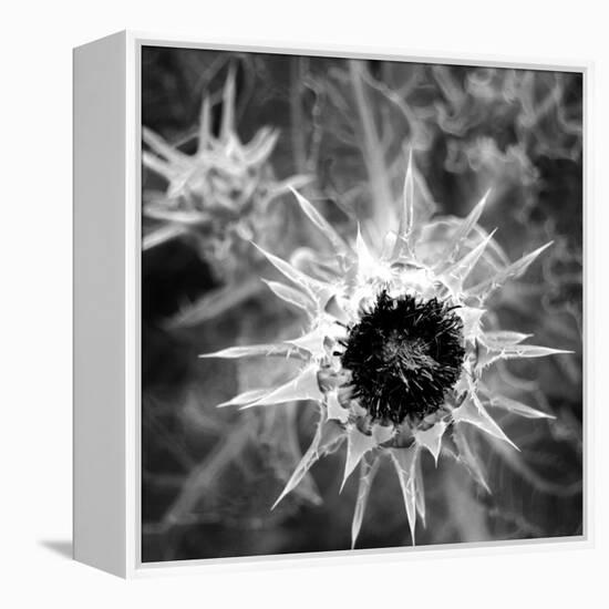 Thistle II-Lydia Marano-Framed Premier Image Canvas