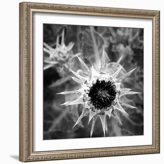 Thistle II-Lydia Marano-Framed Photographic Print