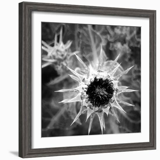 Thistle II-Lydia Marano-Framed Photographic Print