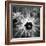 Thistle II-Lydia Marano-Framed Photographic Print