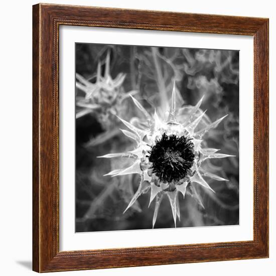 Thistle II-Lydia Marano-Framed Photographic Print