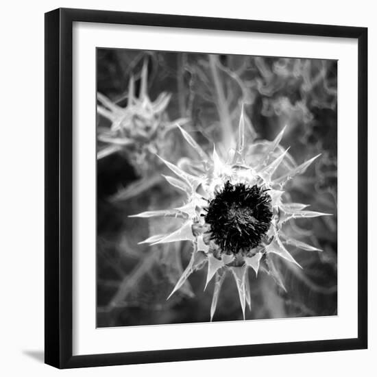 Thistle II-Lydia Marano-Framed Photographic Print