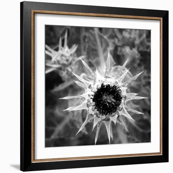 Thistle II-Lydia Marano-Framed Photographic Print