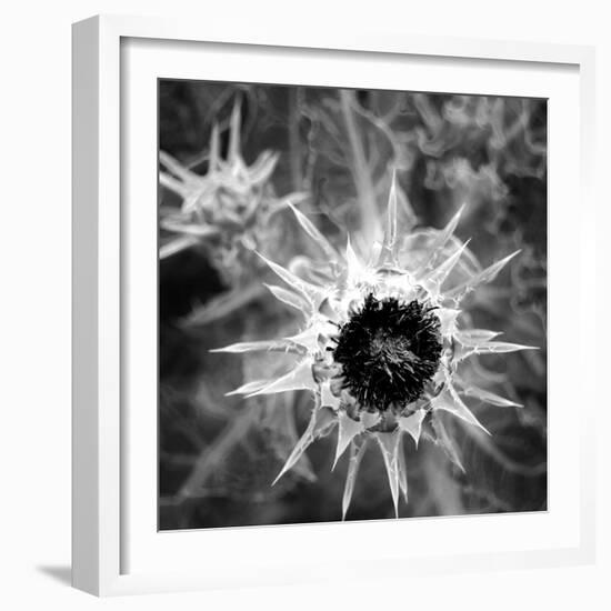 Thistle II-Lydia Marano-Framed Photographic Print