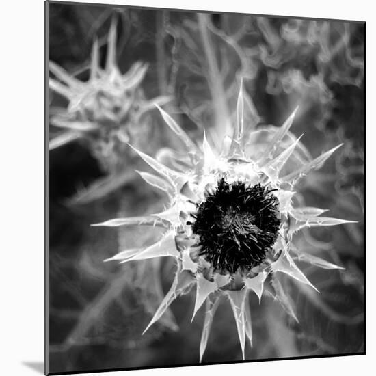 Thistle II-Lydia Marano-Mounted Photographic Print