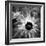 Thistle II-Lydia Marano-Framed Photographic Print