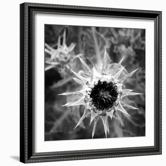 Thistle II-Lydia Marano-Framed Photographic Print