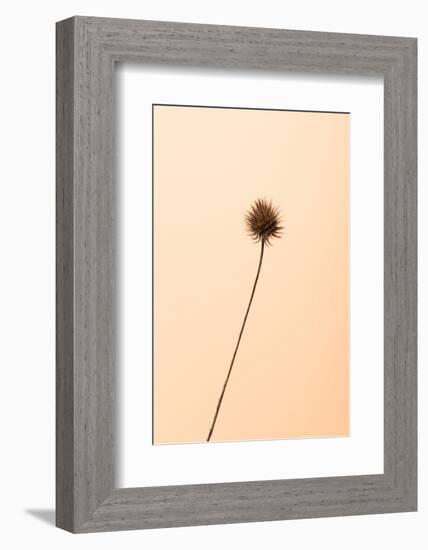 Thistle Peach-null-Framed Photographic Print