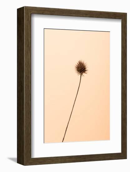 Thistle Peach-null-Framed Photographic Print