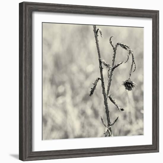 Thistle Study-Geoffrey Ansel Agrons-Framed Photographic Print