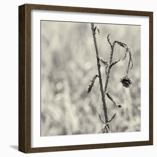 Thistle Study-Geoffrey Ansel Agrons-Framed Photographic Print