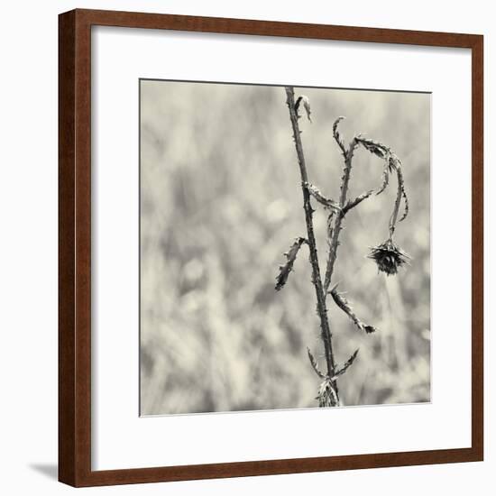 Thistle Study-Geoffrey Ansel Agrons-Framed Photographic Print