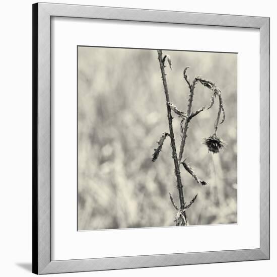 Thistle Study-Geoffrey Ansel Agrons-Framed Photographic Print