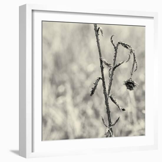 Thistle Study-Geoffrey Ansel Agrons-Framed Photographic Print