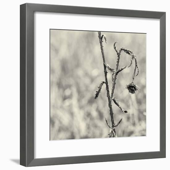 Thistle Study-Geoffrey Ansel Agrons-Framed Photographic Print