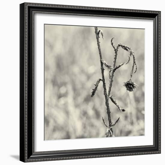 Thistle Study-Geoffrey Ansel Agrons-Framed Photographic Print