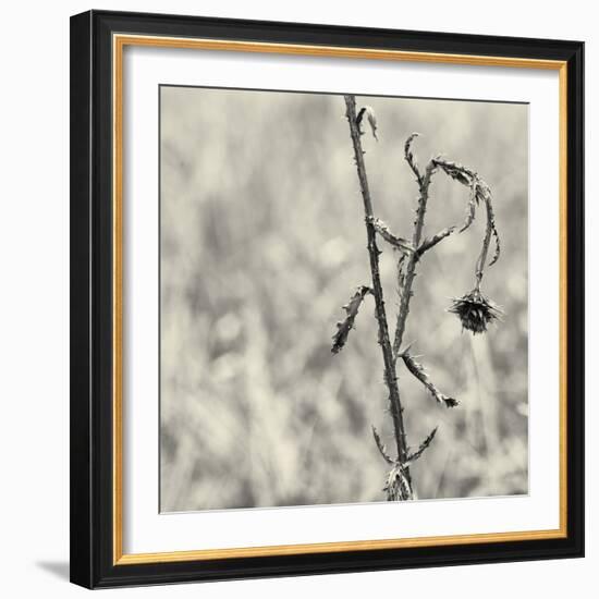 Thistle Study-Geoffrey Ansel Agrons-Framed Photographic Print