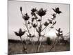 Premium Photographic Print