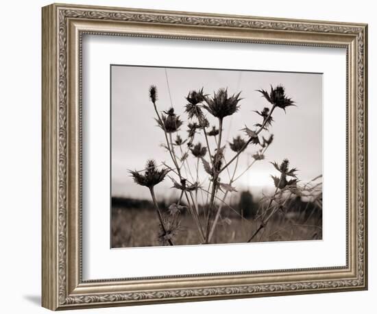 Thistle-null-Framed Photographic Print