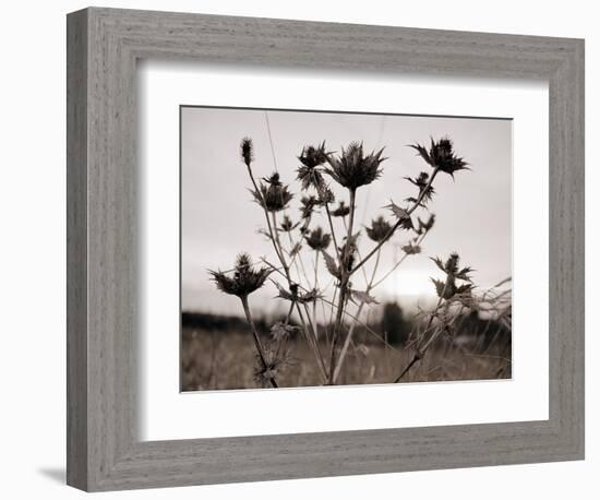Thistle-null-Framed Photographic Print
