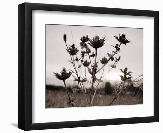 Thistle-null-Framed Photographic Print