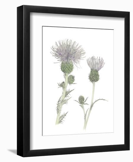 Thistle-Stacy Hsu-Framed Premium Giclee Print