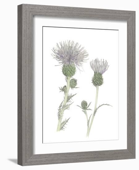 Thistle-Stacy Hsu-Framed Art Print