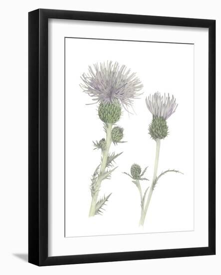 Thistle-Stacy Hsu-Framed Art Print