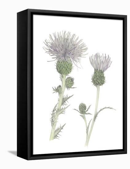 Thistle-Stacy Hsu-Framed Stretched Canvas