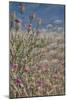 Thistles 1-Lincoln Seligman-Mounted Giclee Print